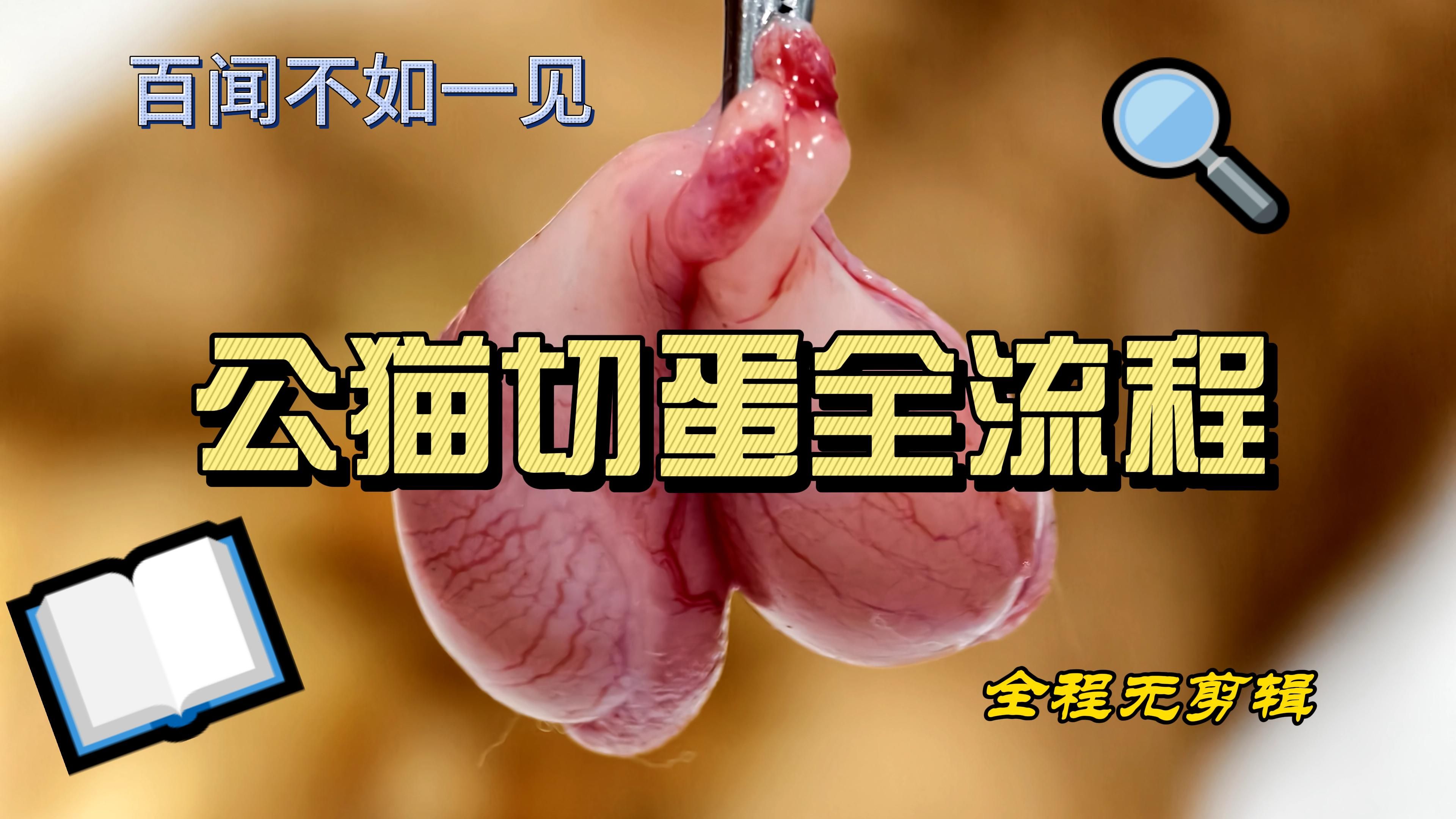 公猫切蛋蛋手术全流程,一刀未剪原声大片!