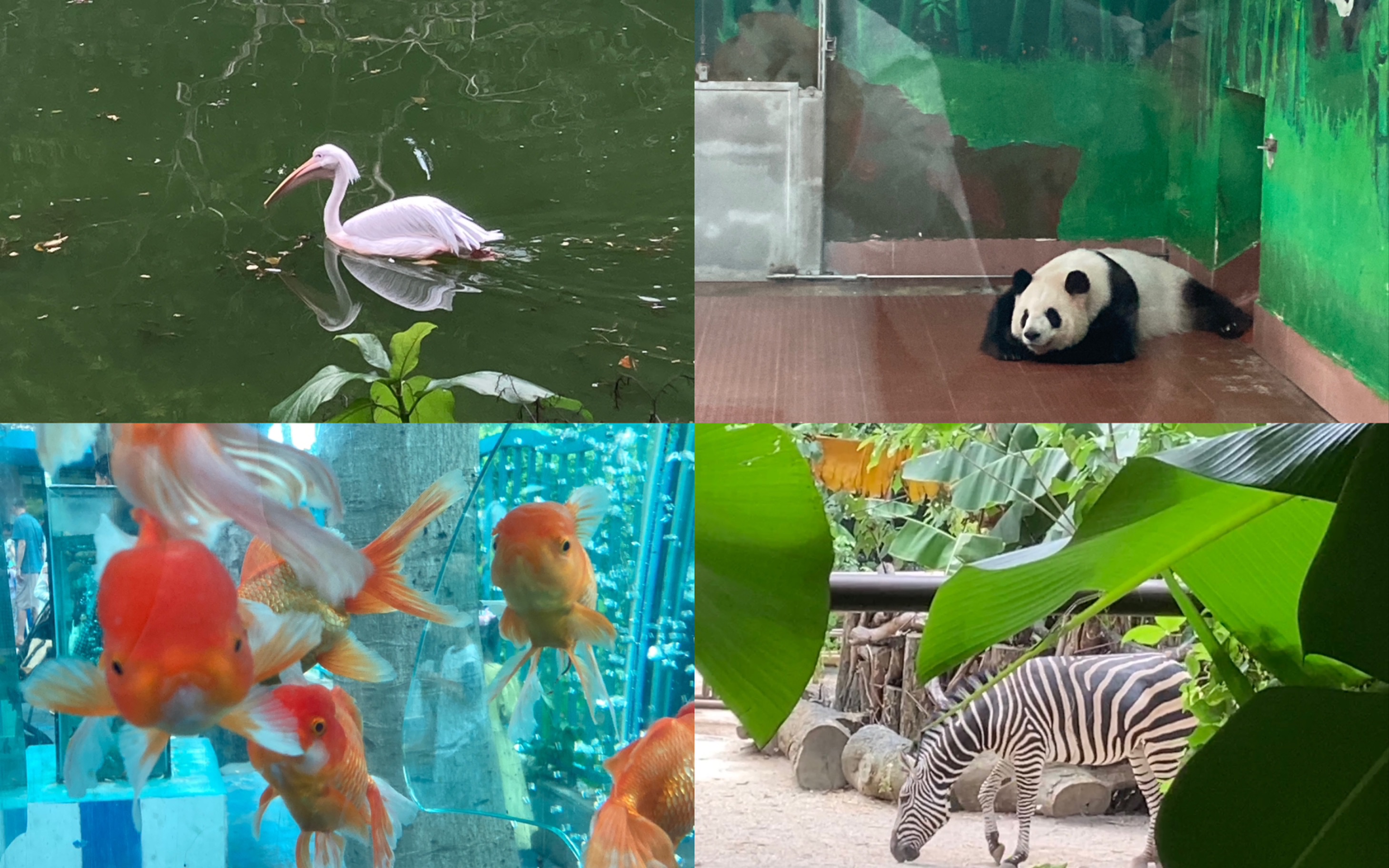 花一首歌的时间来逛逛动物园吧( 0669 07)