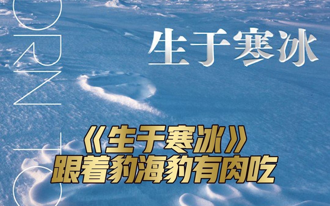 炎炎夏日,推荐一本“清凉”的《生于寒冰》,单张照片40多万的顶级摄影师,带来你未曾见过的极地风景.哔哩哔哩bilibili