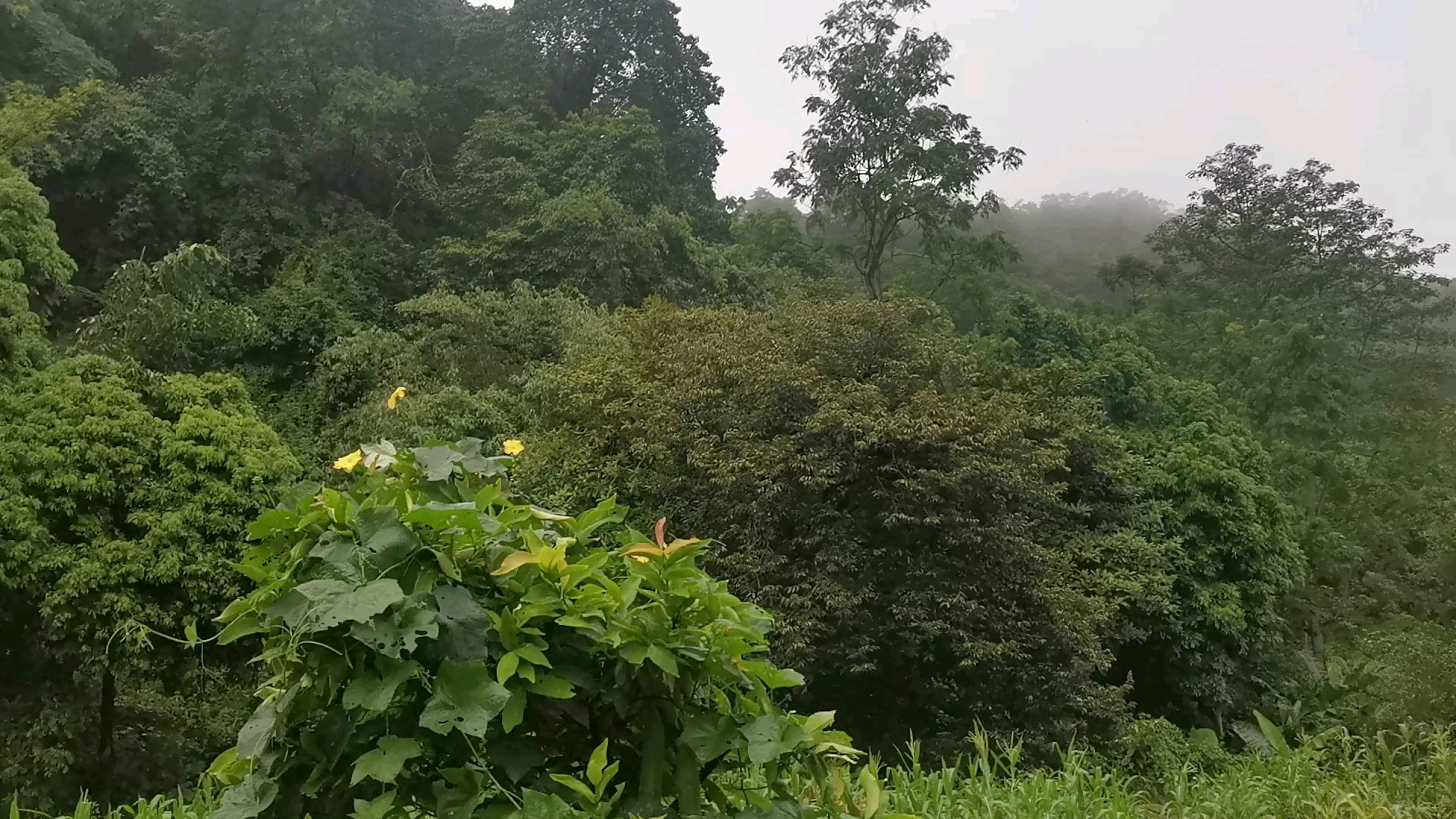 [图]一场秋雨一场凉，有点秋天的感觉了