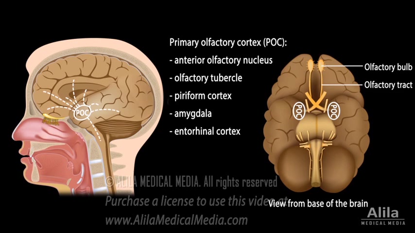 Olfactory System Anatomy and Physiology, Pathways, Animation.哔哩哔哩bilibili