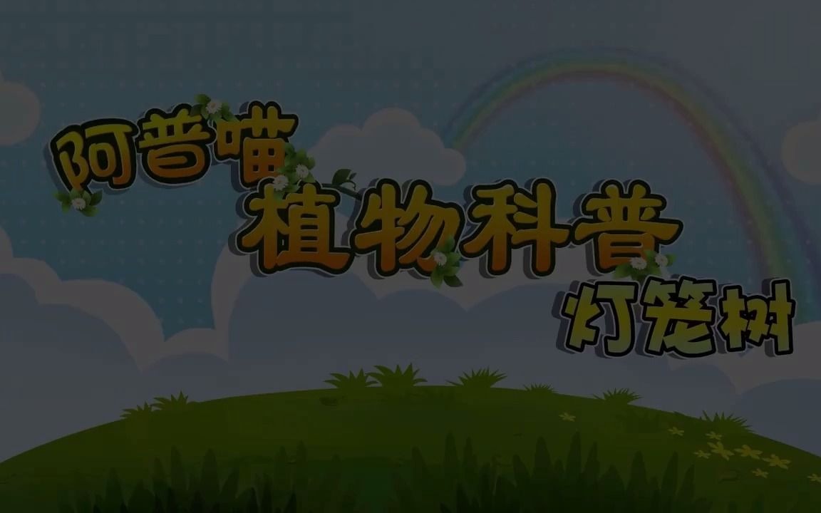 阿普喵植物科普之《灯笼树》哔哩哔哩bilibili