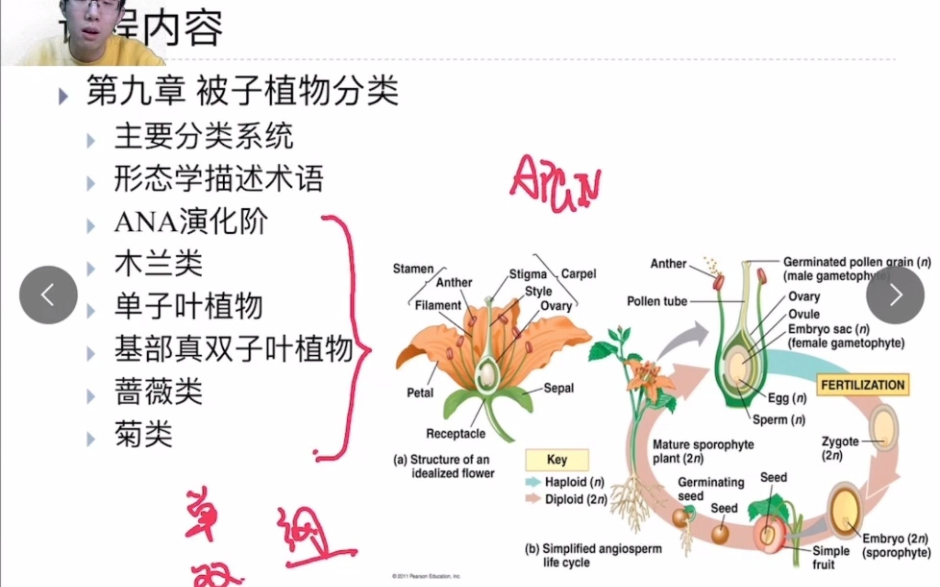 [图]植物学精讲（四） General version_Botany 04