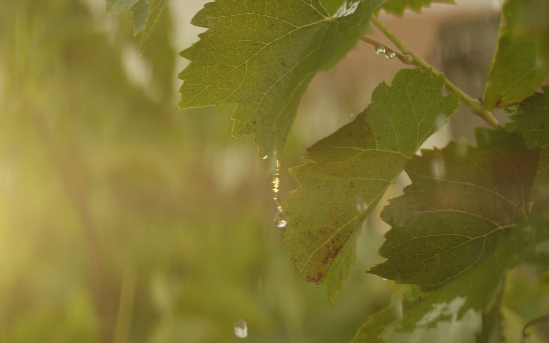 【空镜头】雨季树叶植物 视频素材分享哔哩哔哩bilibili