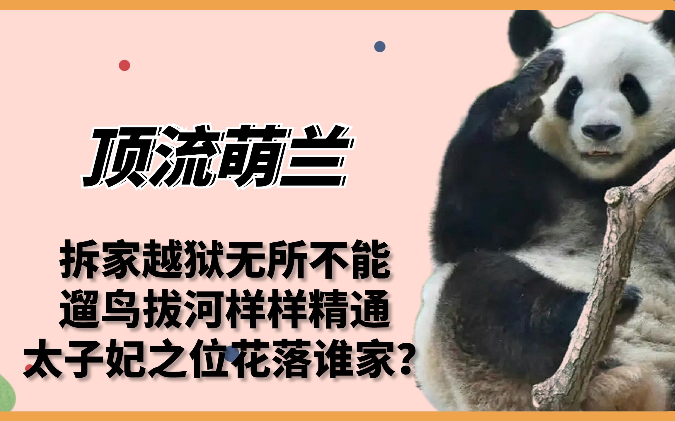 萌兰:拆家越狱无所不能,遛鸟拔河样样精通,太子妃之位花落谁家