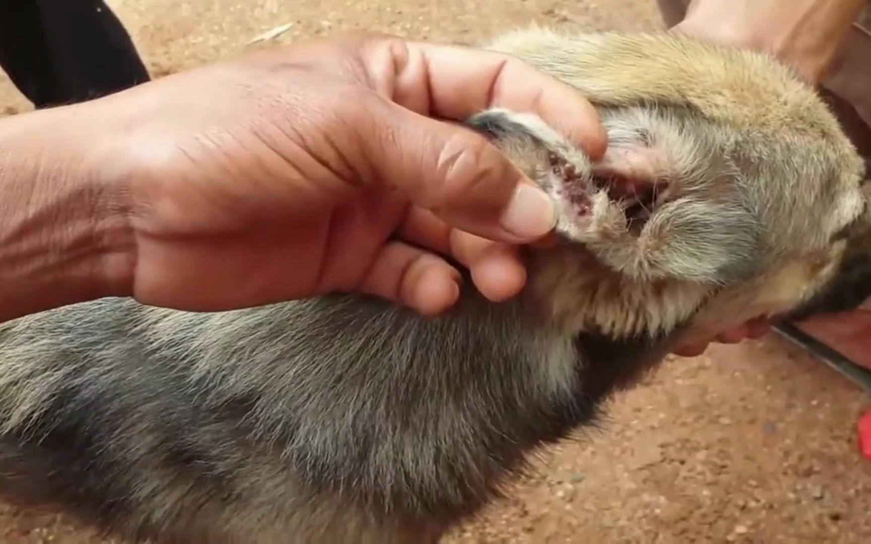 好心人为流浪狗清除耳朵与身上的蜱虫,为它拔蜱虫,很减压之四