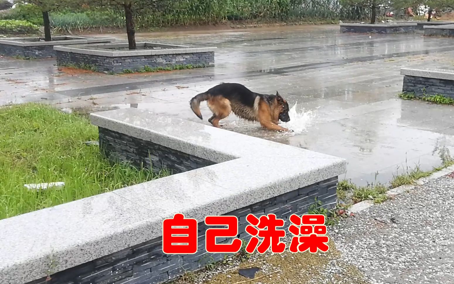 下雨天,不要带着大德牧出门,它可能会变成一只二哈哔哩哔哩bilibili