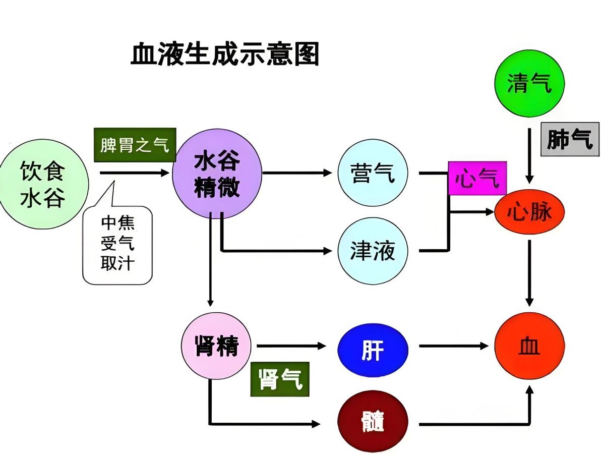 第137讲:【黄帝内经】什么是血脉哔哩哔哩bilibili