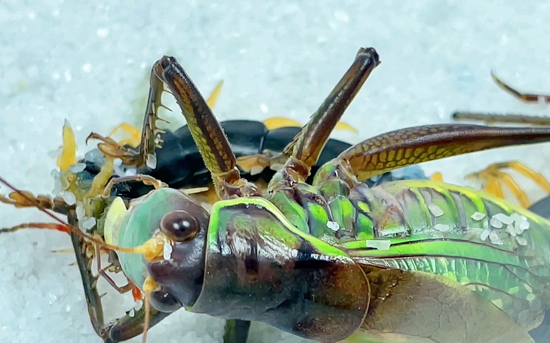 第一次见捕食蜈蚣的蝈蝈 蜈蚣vs蝈蝈_哔哩哔哩_bilibili