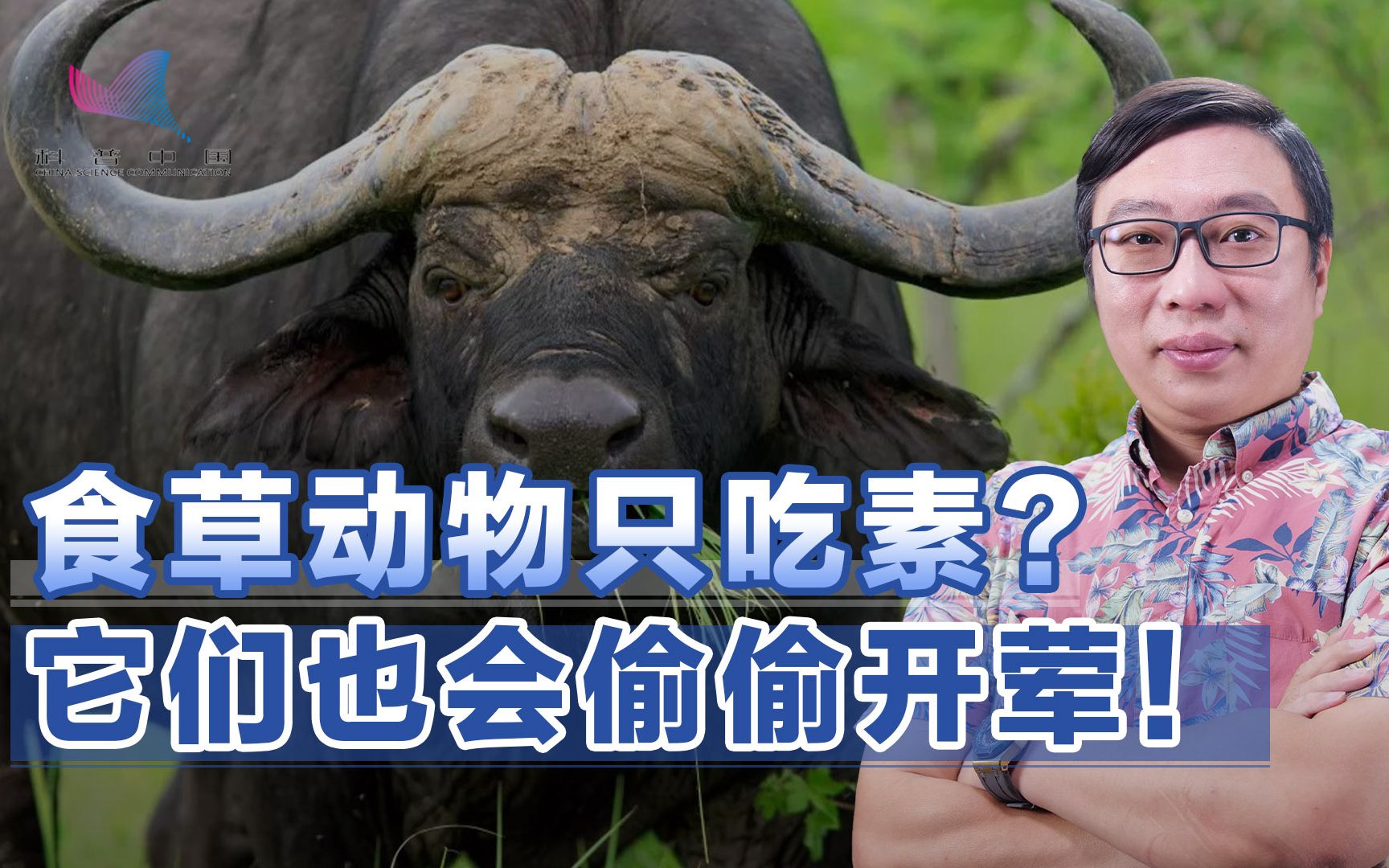 [图]牛羊马兔也吃肉？我们所知的食草动物，几乎没一个是真素食主义者