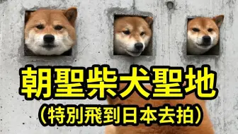 汪星人 暴打不听话的柴犬 日本驯犬师中村信哉镜头前引发众怒 知道原因后所有人都沉默了 哔哩哔哩 Bilibili