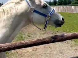 Скачать видео: 240703又在讨要胡萝卜的菱钻奇宝