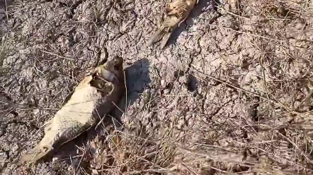 [图]鄱阳湖干了地上全是死鱼，干旱洞庭湖也干涸，欢迎来洞庭湖看大草原，天气怎么了