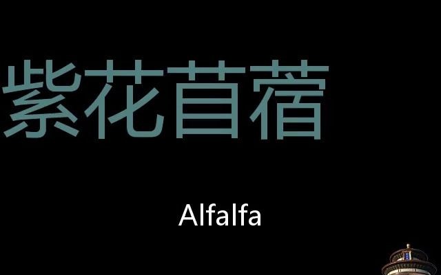 紫花苜蓿 Chinese Pronunciation Alfalfa哔哩哔哩bilibili