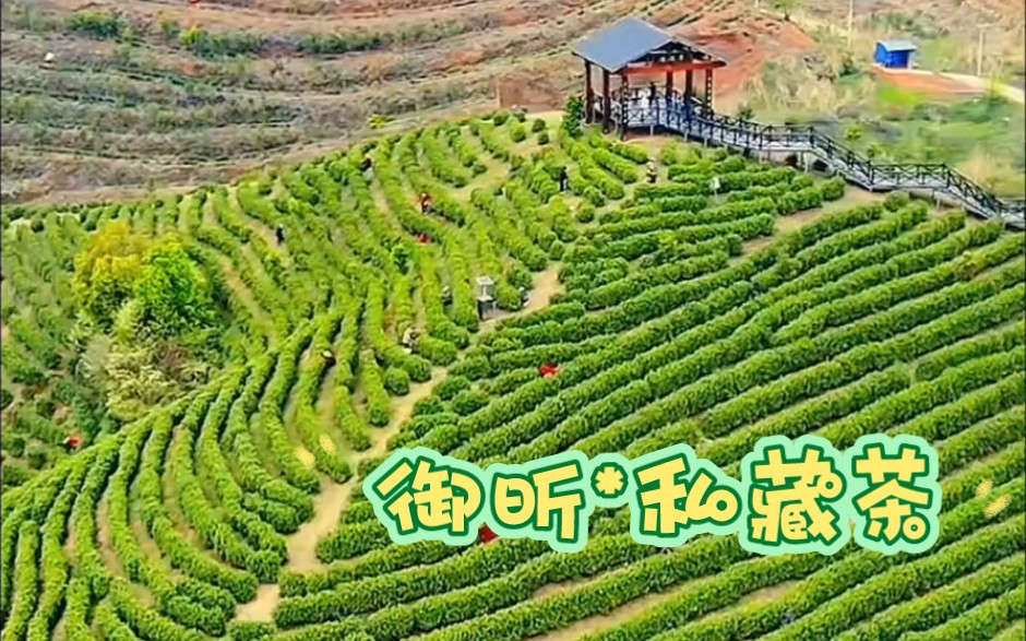 [图]【御昕_私藏茶】最新视频上线，求关注！