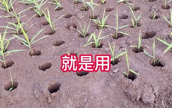 【三农知识】你试过土地亩数这样计算吗?简单又快速哔哩哔哩bilibili