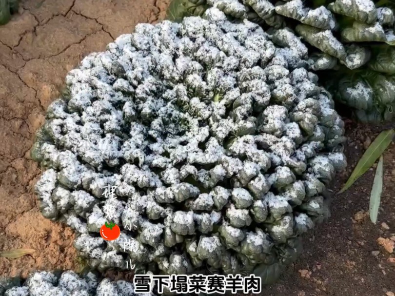 雪下塌菜赛羊肉,乌塌菜现在正是种植好时候.哔哩哔哩bilibili