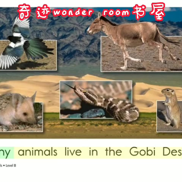 gobi desert animals