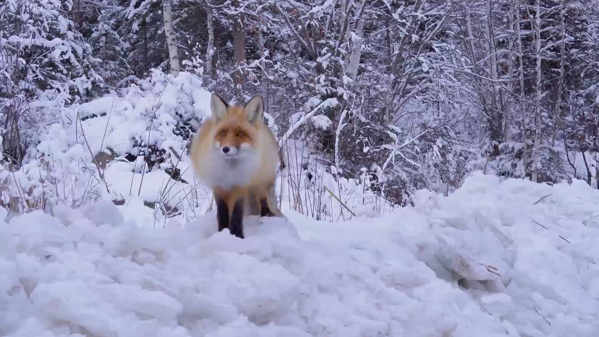 [图]雪中红狐狸