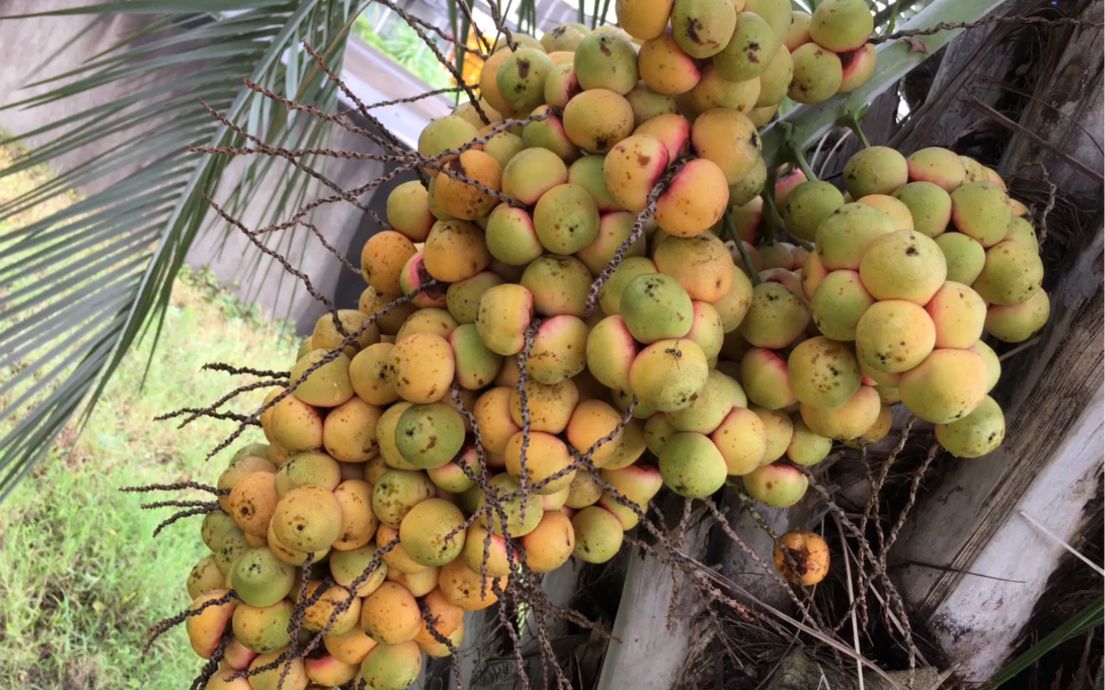 艾诺迪亚4椰子树果实图片