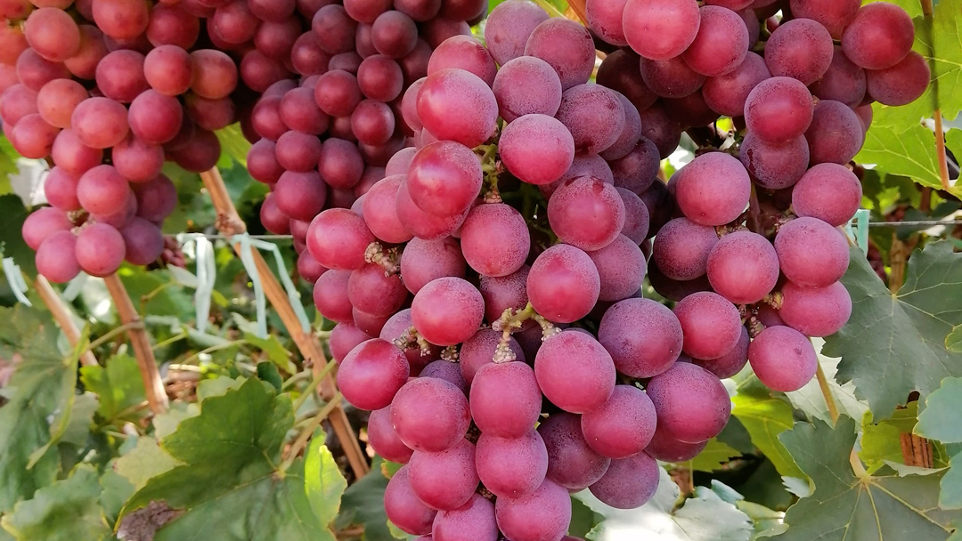 云南葡萄真好吃!