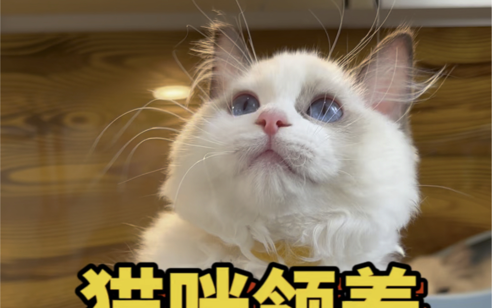 新猫到店啦快来看看吧哔哩哔哩bilibili