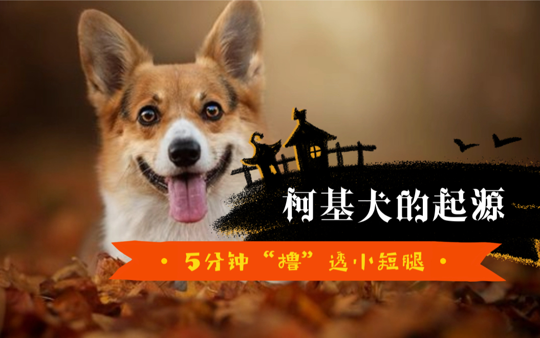 柯基犬的起源|5分钟“撸“透小短腿哔哩哔哩bilibili