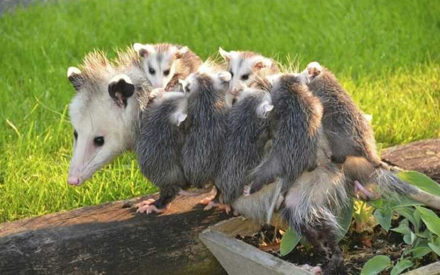 神奇宝贝让人感动又可爱的巴西负鼠巴西冒险家理查德