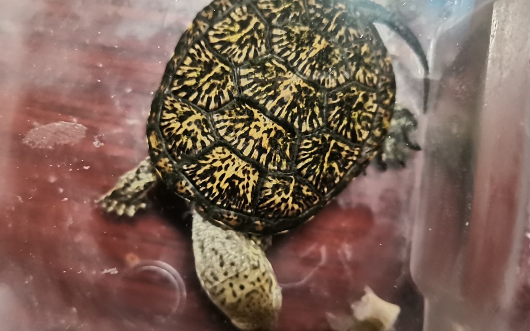 【龟】又可以吹牛了…2021年全b站最靓欧泽苗_哔哩哔哩_bilibili