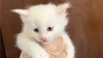 狮子猫生了，我猫德学院又成冤大头了