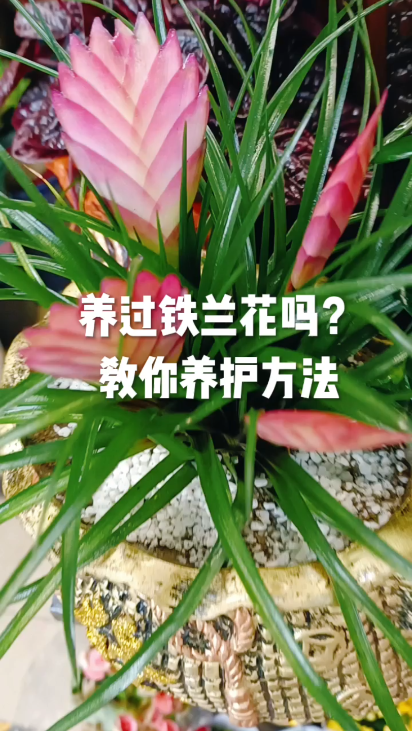 养过铁兰花吗?教你养护方法