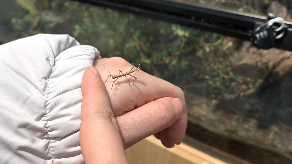 竹节虫宝宝四处乱爬