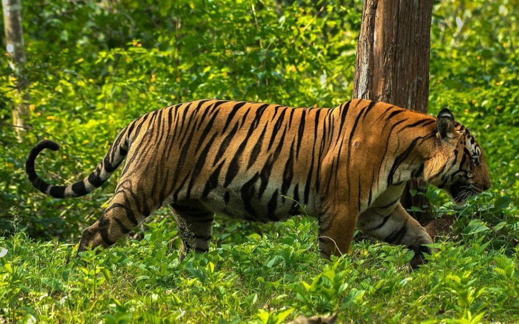 卡比尼国家公园 慢镜头下强壮的雄虎