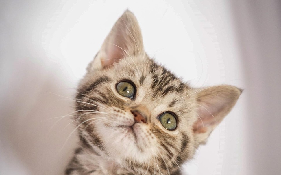 快看那只桶《猫和老鼠手游》当一个很菜的铂金猫用公共网络时_哔哩