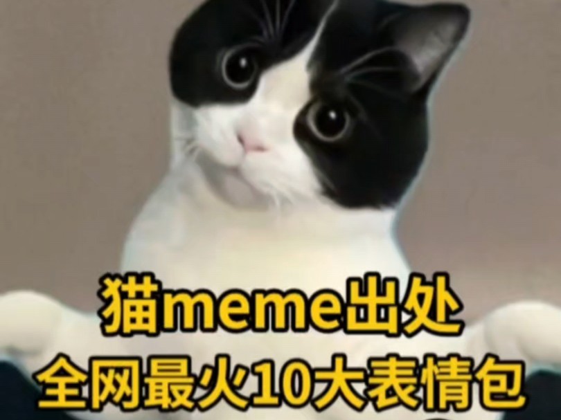 盘点最火的猫meme10大表情包,出处都在哪?(9)哔哩哔哩bilibili