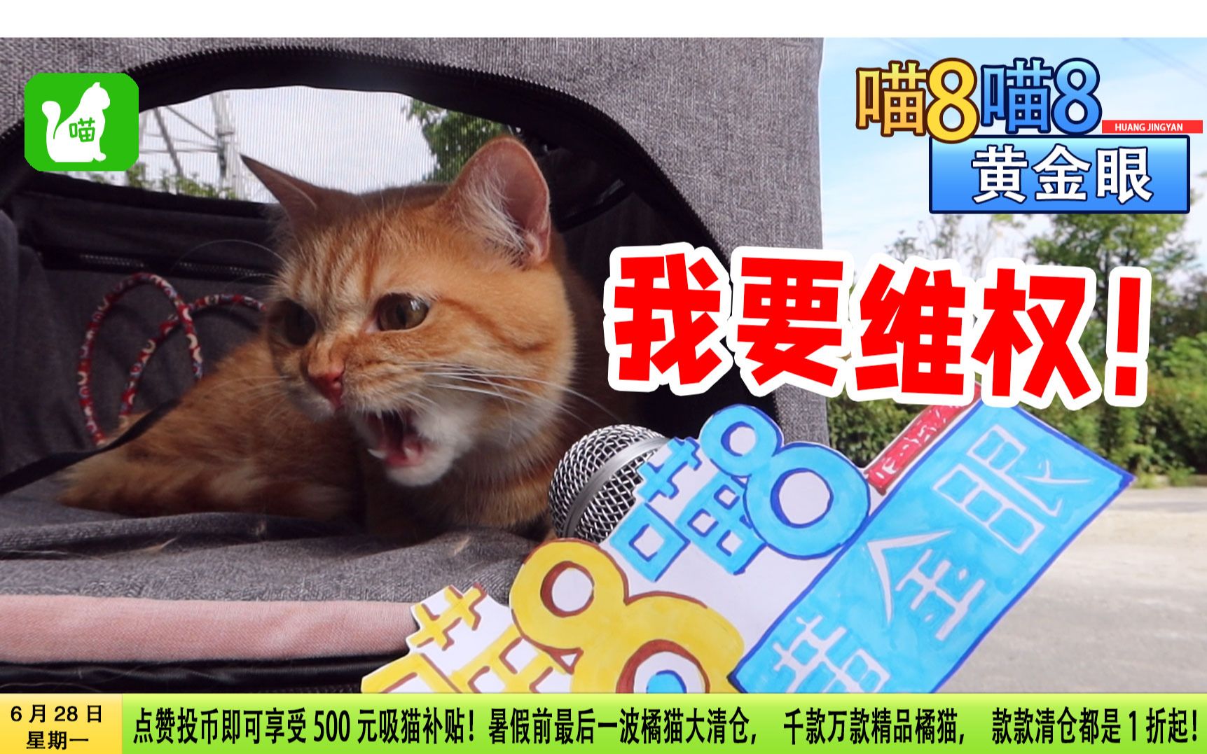 【喵8喵8黄金眼】养网红橘猫被骗?!上门维权竟然遭遇这事……哔哩哔哩bilibili