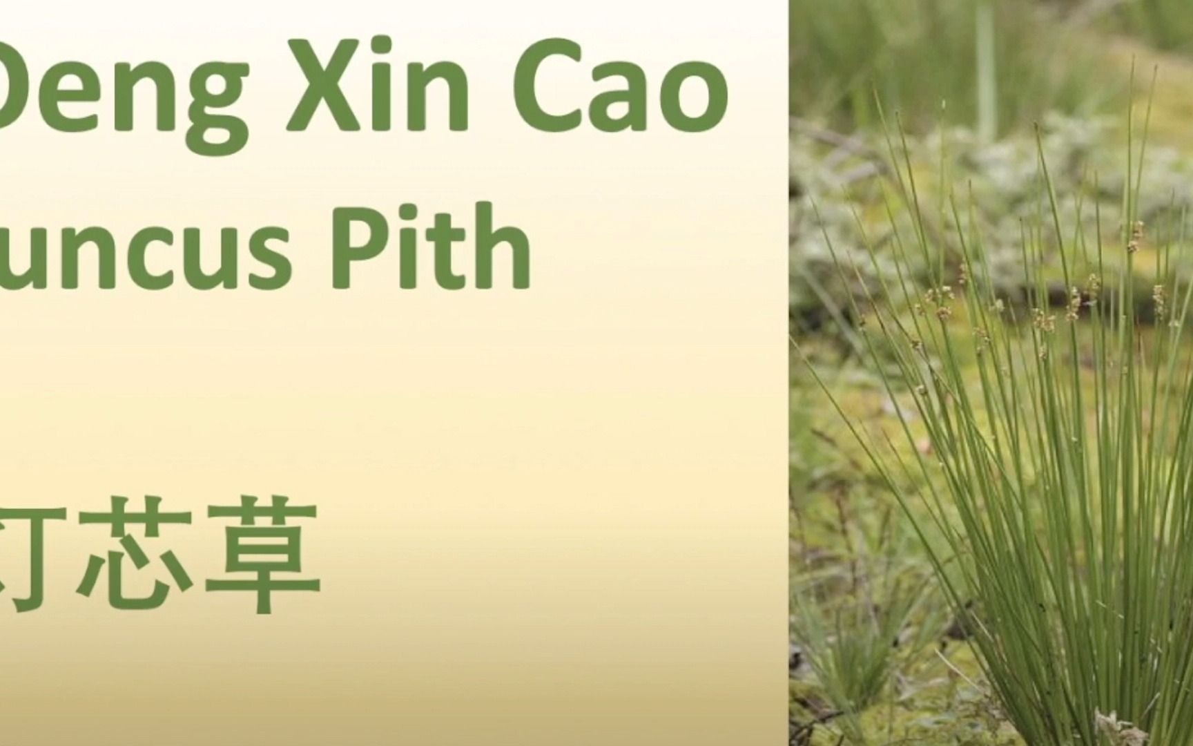 我用中医手艺系列灯芯灸