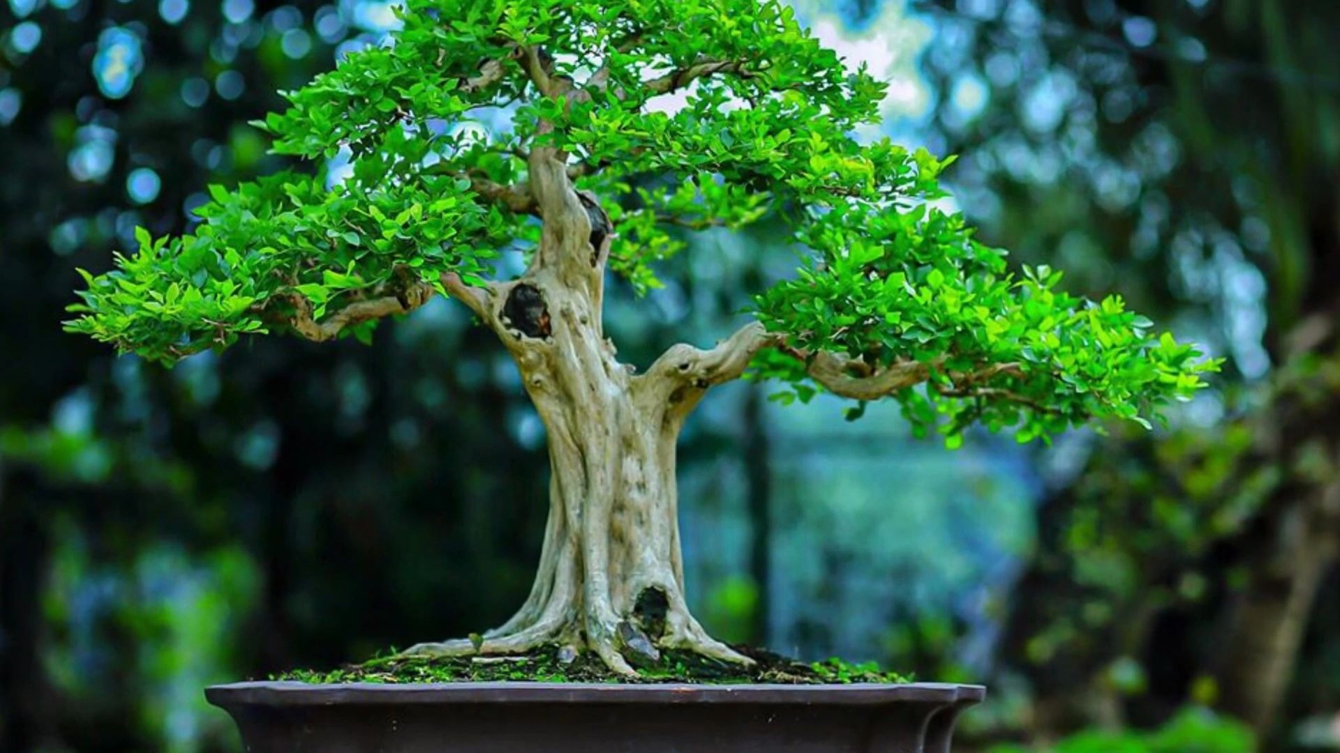 美丽的越南盆景作品四