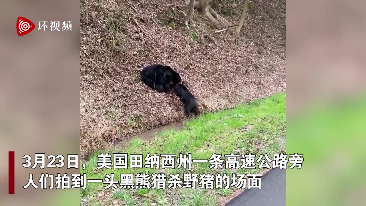 [图]黑熊在公路旁猎杀野猪 野猪伤口皮肉外翻发出尖叫