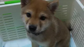 アブ实况搬运 犬用的 惠方卷 试着吃了 哔哩哔哩 Bilibili