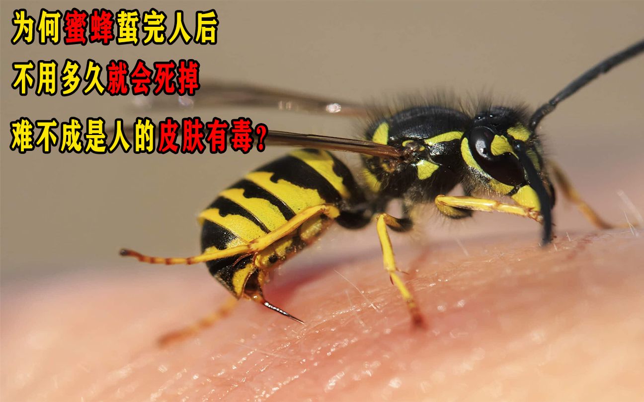 为何蜜蜂蜇完人后,不用多久就会死掉,难不成是人的皮肤有毒?