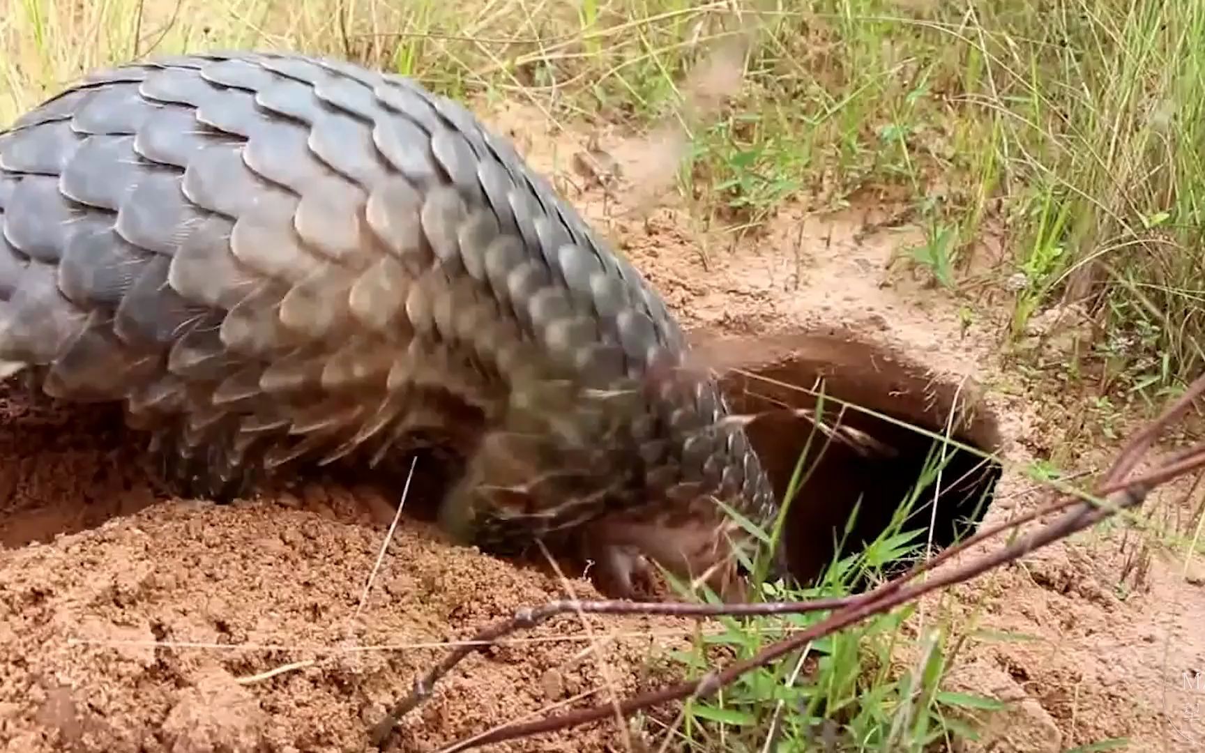 穿山甲挖洞速度有多快?一天能挖穿整座山,镜头拍下全过程