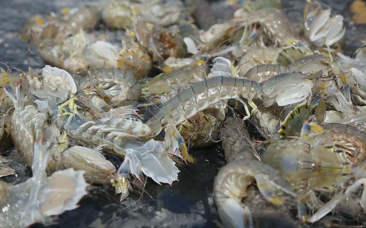 【二更】大连渔民深海捕捞虾爬子,个头很大,腌一下直接吃最鲜