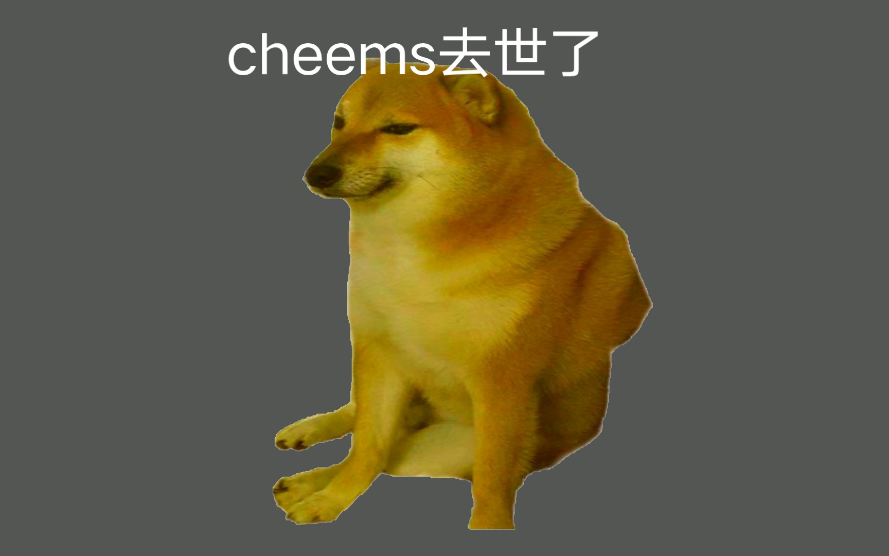 cheems电脑壁纸图片