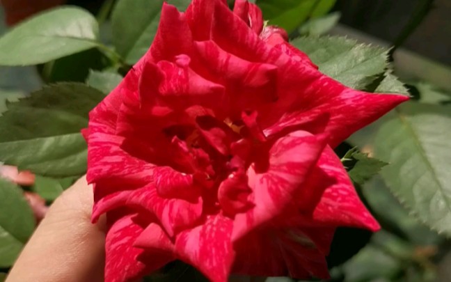 红色直觉月季,无香,花期长