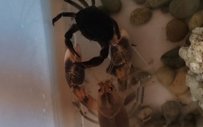 火山破坏者vs中华束腰蟹(第二回合)