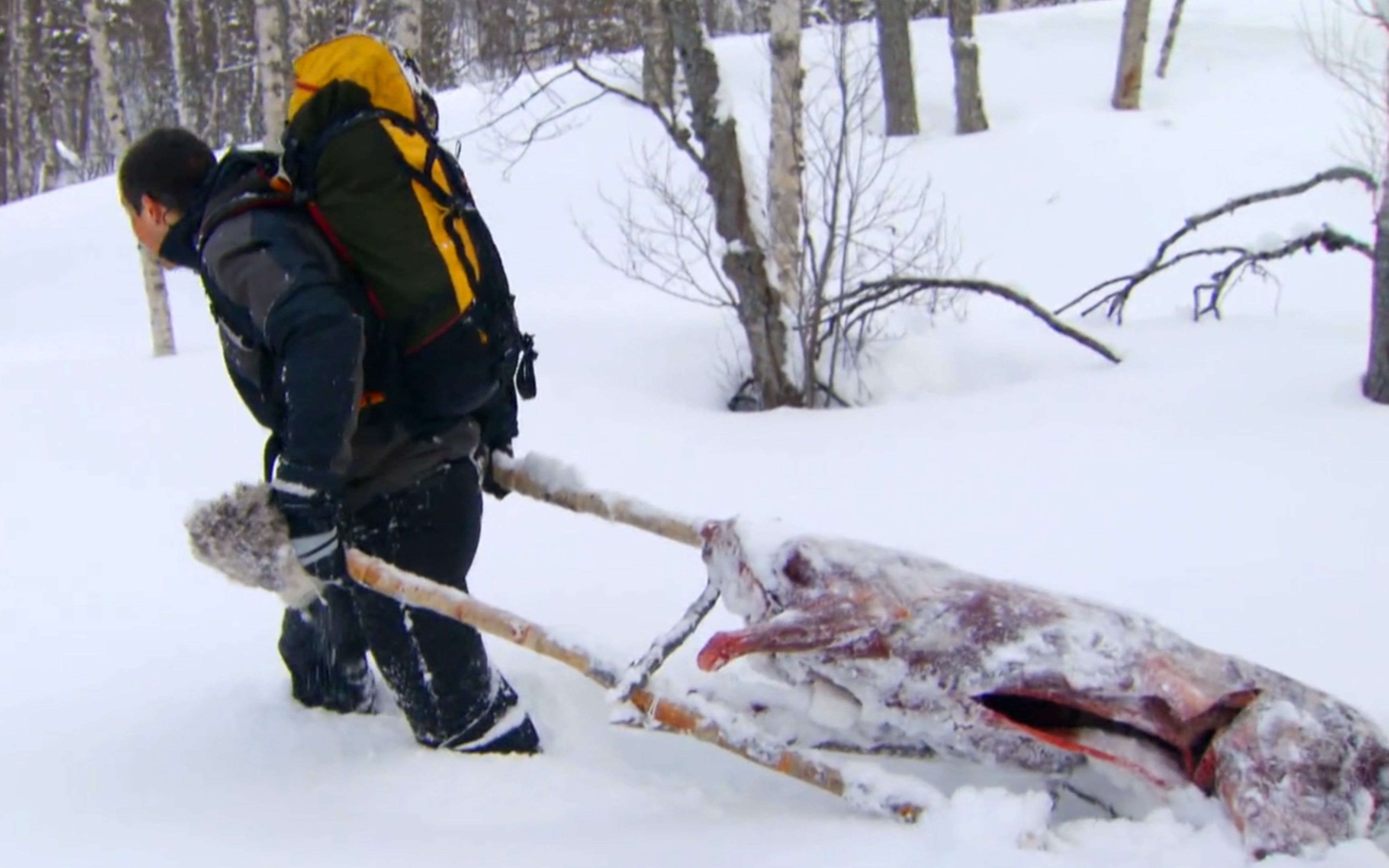 贝爷北极荒野求生,智取一只驯鹿,被迫到水里游泳,看着都冷
