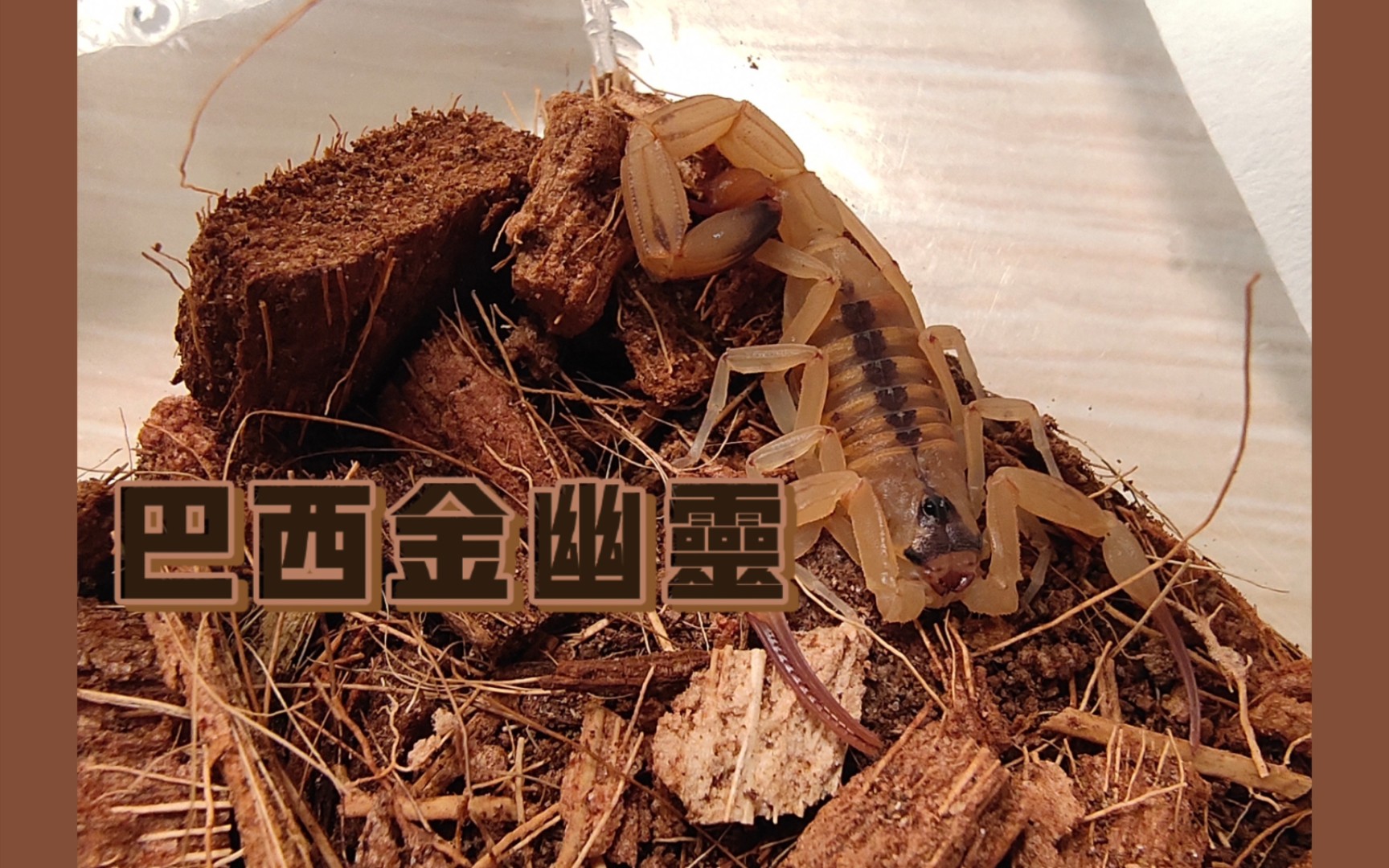 【巴西金幽灵】开箱呆呆的小蝎子