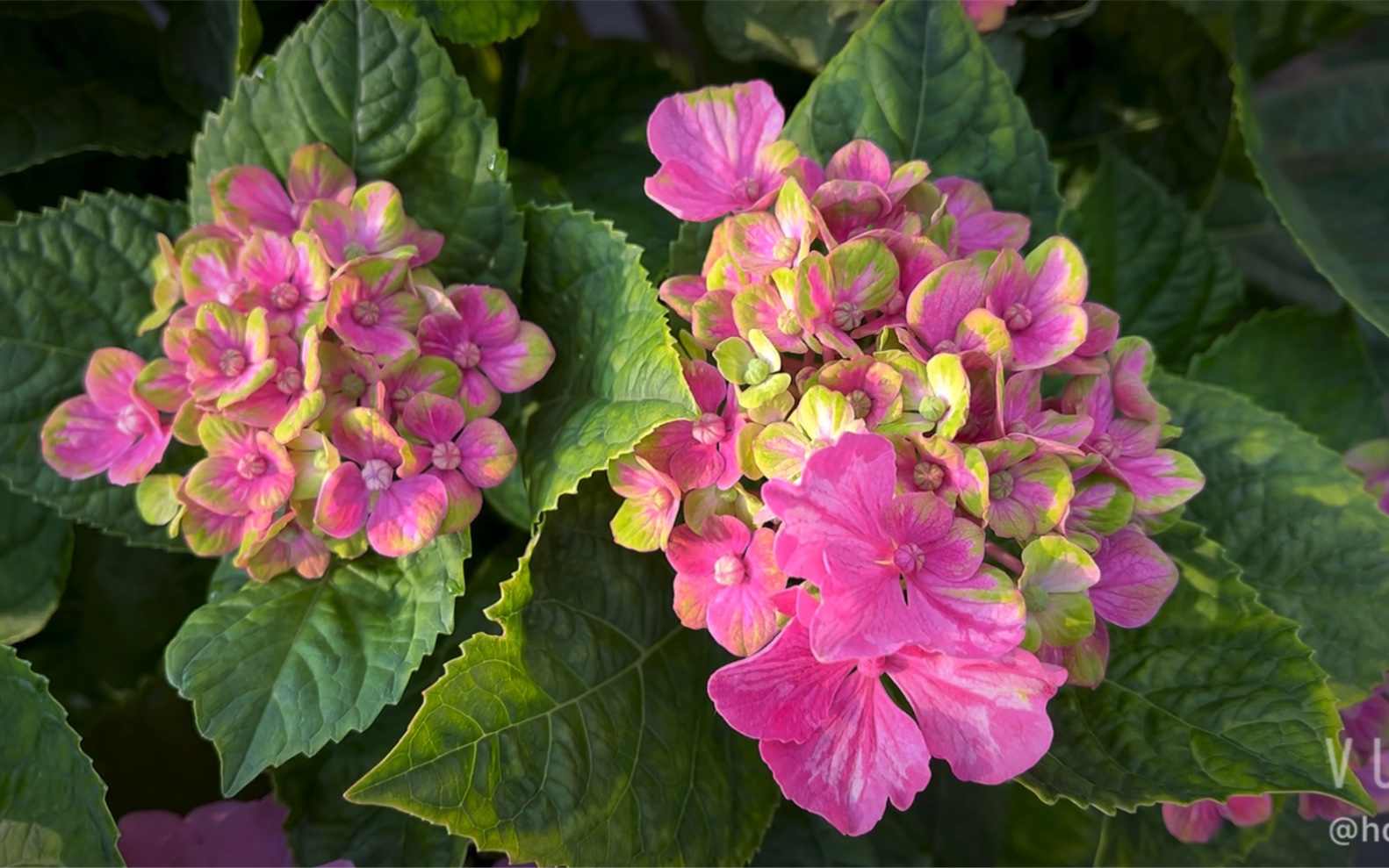 绣球——魔幻珊瑚_哔哩哔哩_bilibili