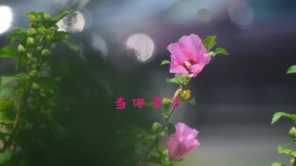 一棵開花的樹